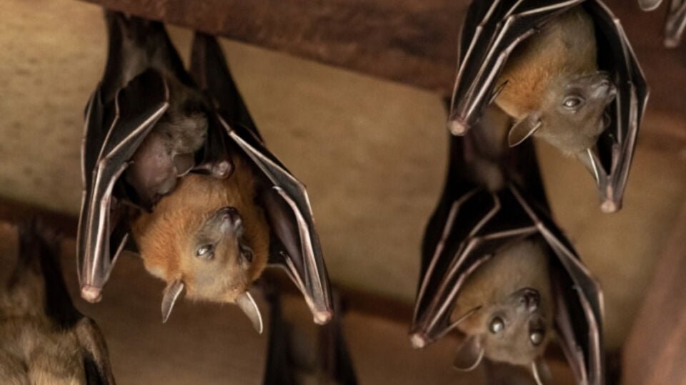 Learning From The Bats